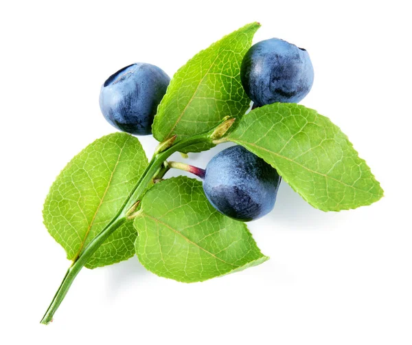Blueberry απομονώνονται σε λευκό φόντο. Φυτό με φύλλα και να — Φωτογραφία Αρχείου