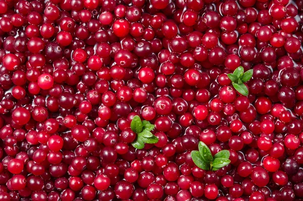 Cranberry. Bagas vermelhas maduras frescas com folhas. Fundo alimentar . — Fotografia de Stock