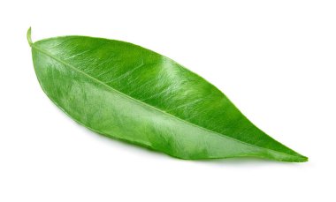 Beyaz arka planda yalıtılmış turunç yaprağı. Tam alan derinliği.