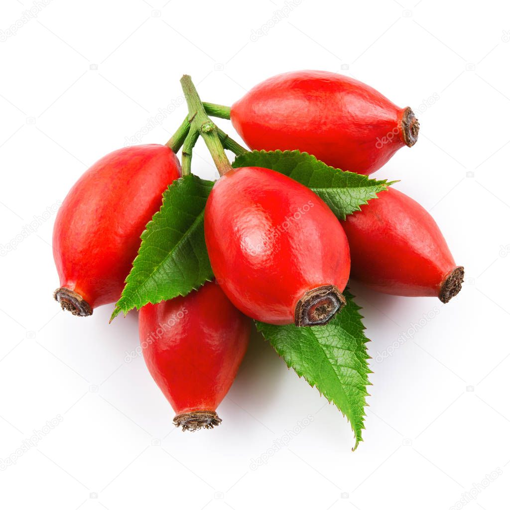 Rose hip isolated on a white background. Branch with berries and