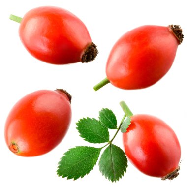Rose kalçası izole. Beyaz üzerine gül kalça. Koleksiyon