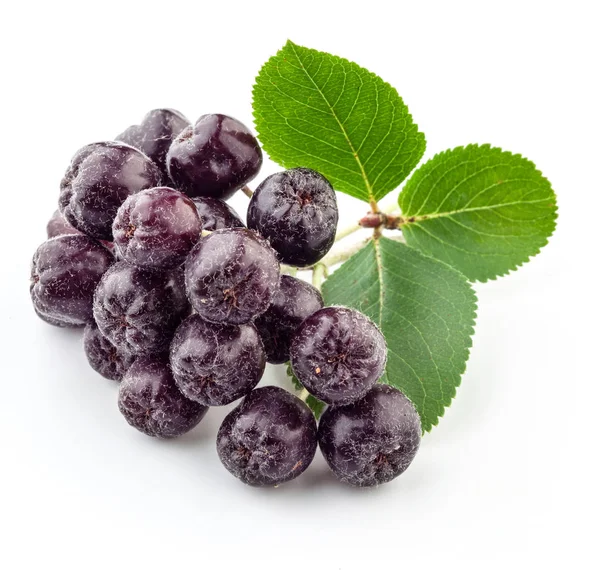 Aronia with leaves. Aronia isolated. Ashberry on white. Chokeberry isolated — Stock Photo, Image