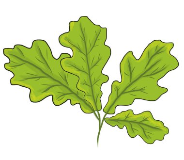 Sonbahar yaprağı. vektör illüstrasyonu.