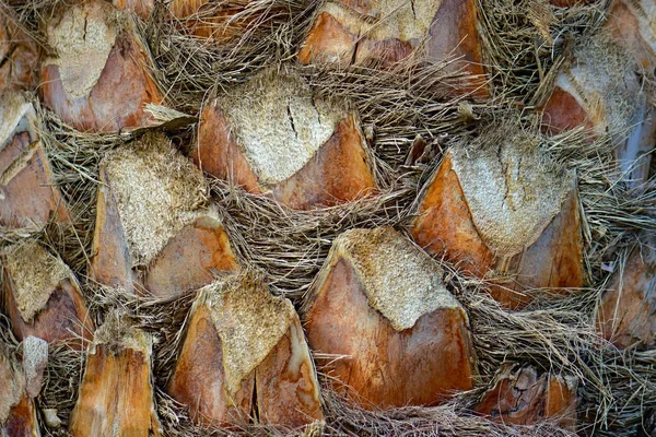 Bir palmiye ağacının gövde Close-up