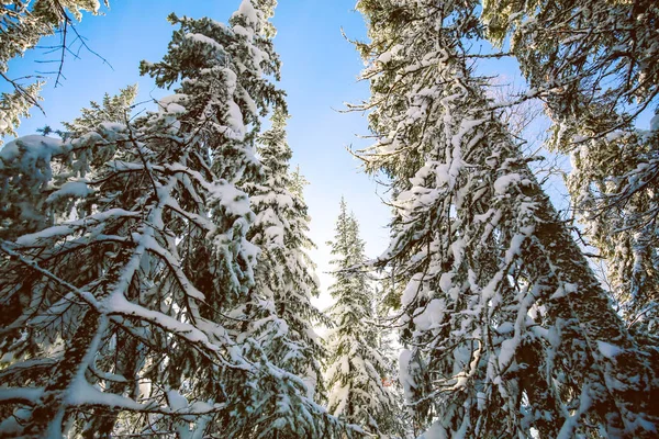 snow coniferous forest in sunny weather