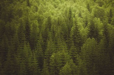 Yeşil ağaç arka plan