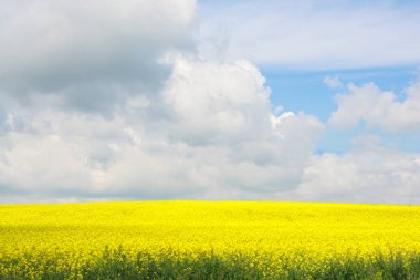 Gökyüzü bulutlu çiçek çiçekler ile sarı alan