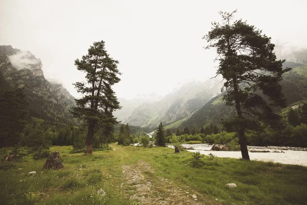 Dos Pinos Altos Fondo Río Montañas Tiempo Nublado Niebla —  Fotos de Stock