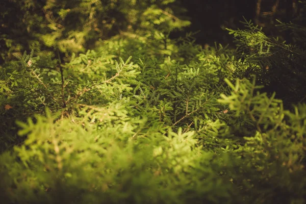 Las Ramas Comían Sol Bosque — Foto de Stock