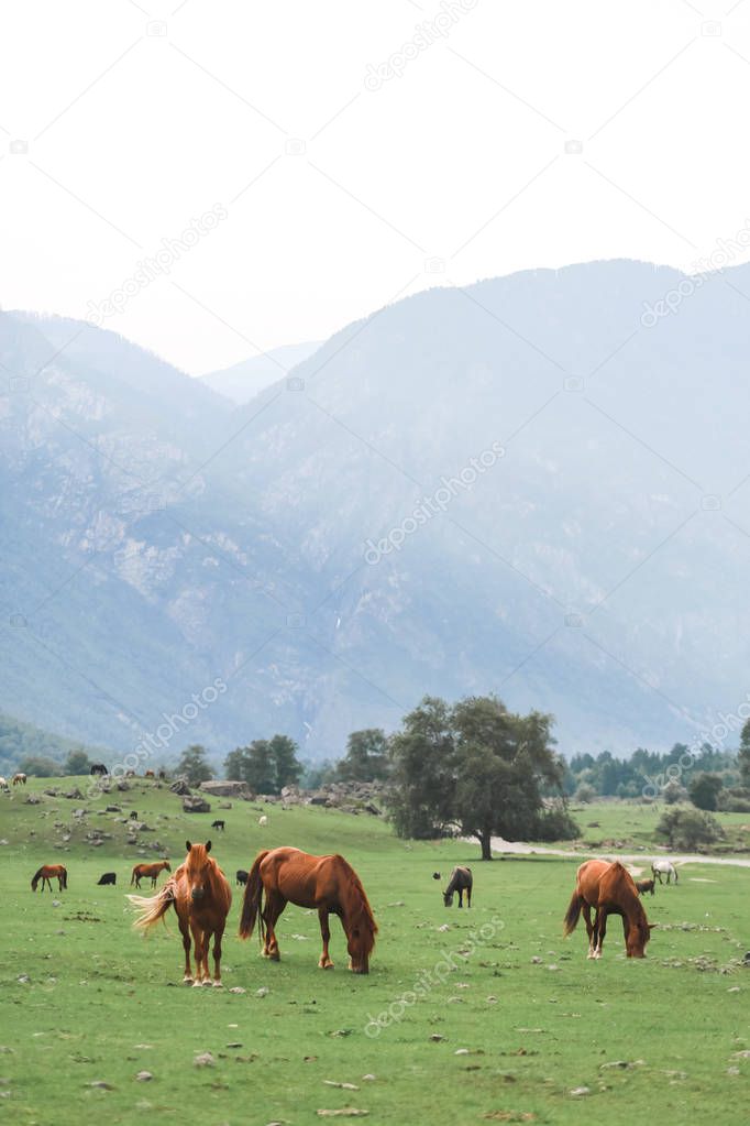 Brown horses will be planted in a meadow on a background of mountains