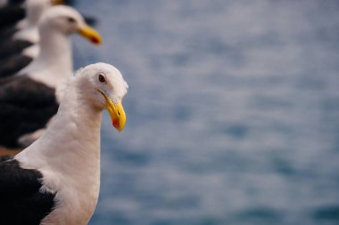 Kameraya martı su arka plan üzerinde görünüyor