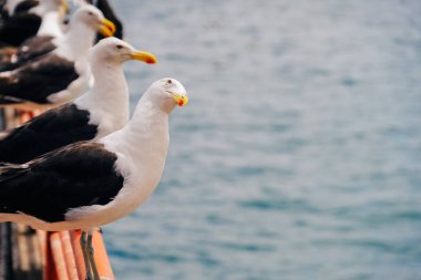 Kameraya martı su arka plan üzerinde görünüyor