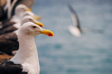 Martılar sit üst üste