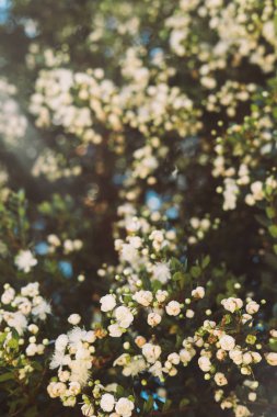 Ağaçları küçük beyaz çiçekler