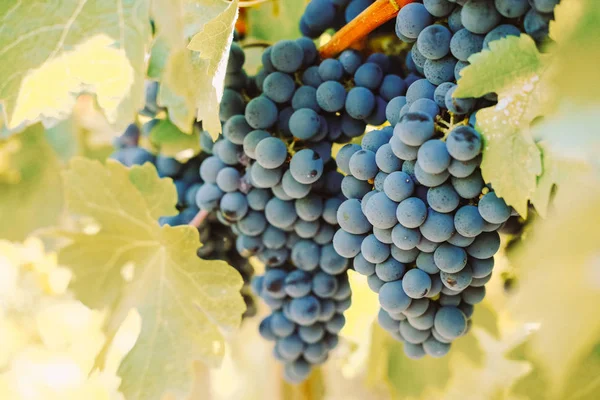 Mor üzüm dallarda asmak