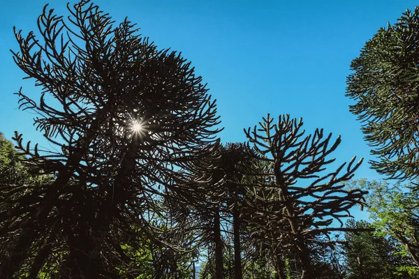 Araucaria Araucana Yüksek Eski Ağaçlar — Stok fotoğraf