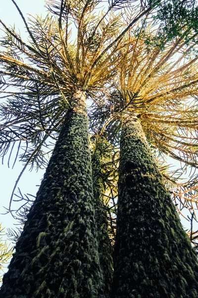 Araucaria Araucana Árboles Altos Antiguos — Foto de Stock