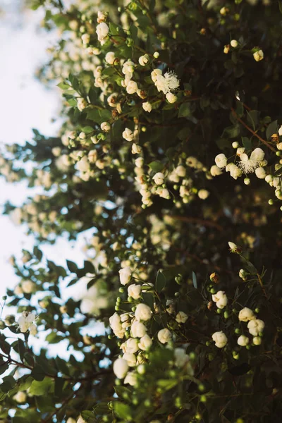 Pequeñas Flores Blancas Los Árboles — Foto de Stock