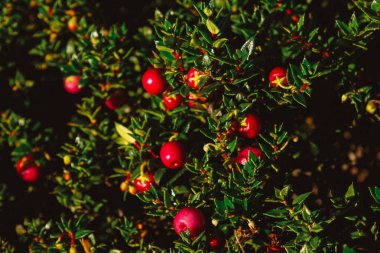 Sharp ile Patagonya'kırmızı dut yaprakları, İsveç kirazı için benzer