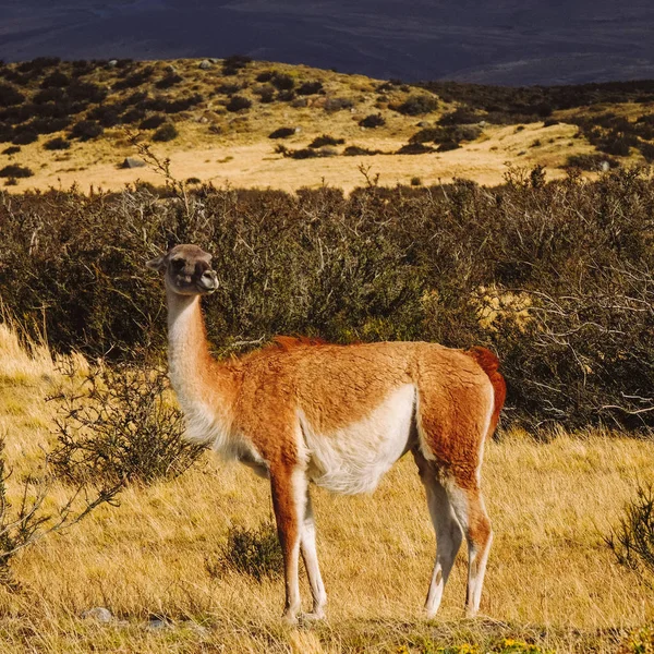 Lama Adulto Alpaca Trova Nella Steppa Arida Guarda Lontananza — Foto Stock
