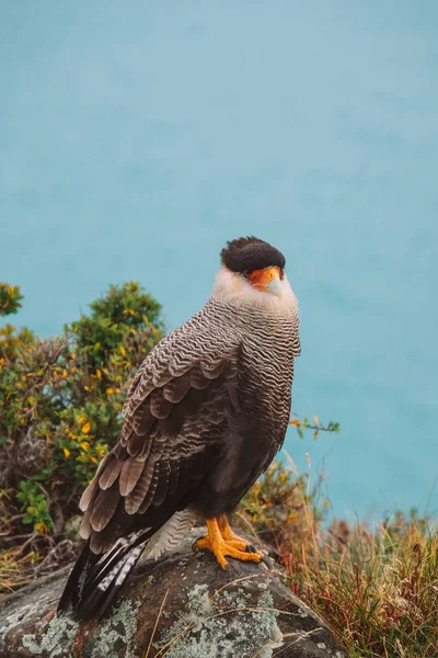 Oiseau Karakara Sur Fond Eau Turquoise — Photo