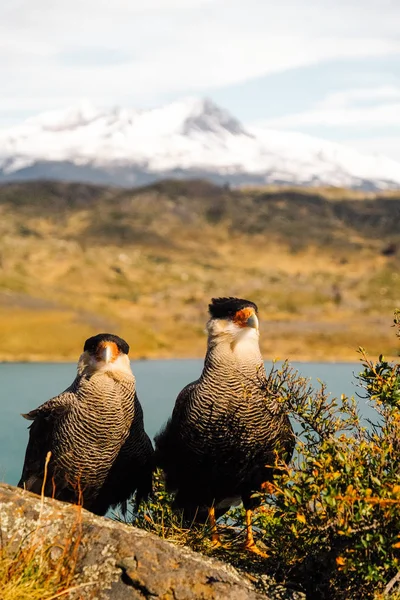 Une Paire Oiseaux Caracara Sur Fond Sommets Enneigés Dans Torres — Photo