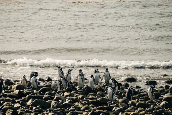 Μια Μεγάλη Ομάδα Των Ασπρόμαυρων Πιγκουίνοι Φόντο Κύματα Του Ατλαντικού — Φωτογραφία Αρχείου