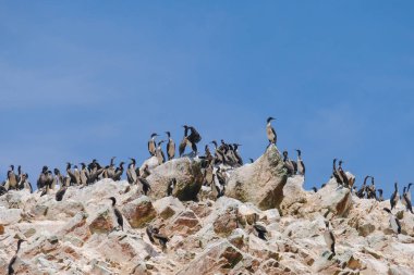 Paracas, Peru. Kuşlar sürüsü kayaların üzerinde toplandı. Güneşli bir gün. (Pelikan, martılar)