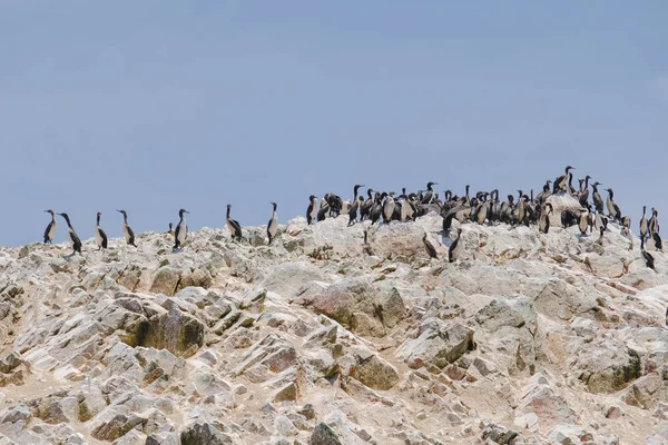 Paracas Pérou Troupeau Oiseaux Est Rassemblé Sur Les Rochers Journée — Photo