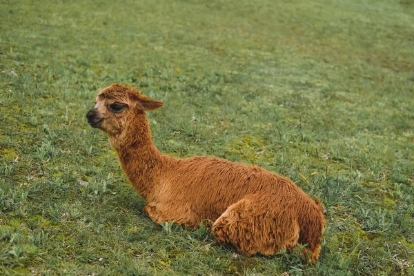 Brown Llama Lies Background Green Grass Rainy Weather Peru — Stock Photo, Image