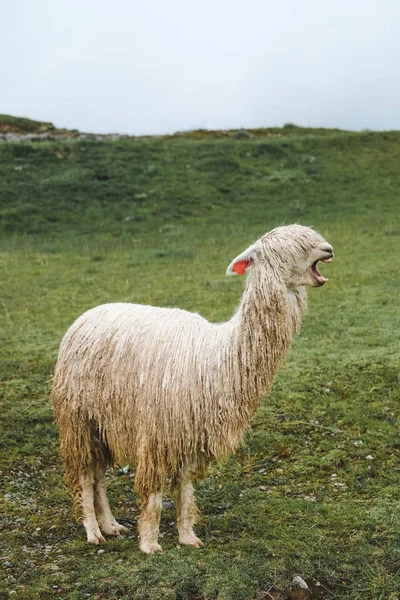 Lama Bianco Profilo Sbadigli Molto Divertenti Sullo Sfondo Erba Verde — Foto Stock