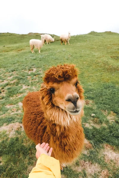 Lama Marrón Está Mirando Cámara Una Chica Está Tomando Brazo —  Fotos de Stock