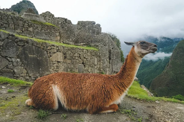 Lama Brun Trouve Sur Fond Machu Picchu Pérou Janvier 2018 — Photo