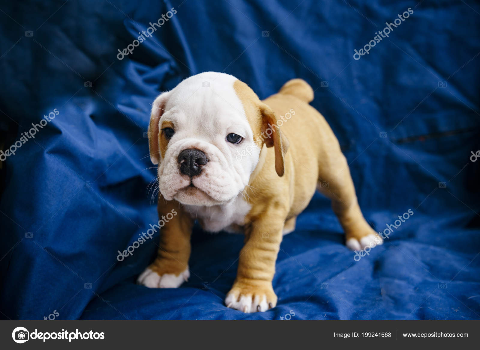 Mignon Petit Chien Race Bulldog Anglais Mise Point Sélective