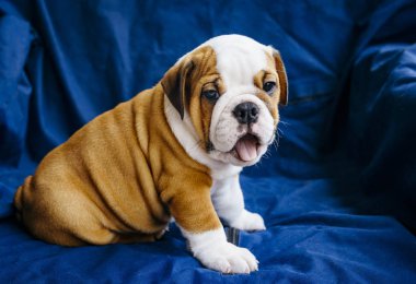 İngilizce bulldog, seçici odak, Uykulu köpek yavrusu 
