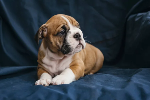 Cute Female Puppy English Bulldog Selective Focus — стоковое фото