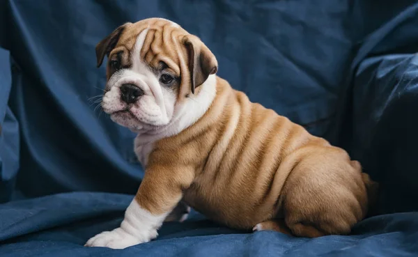 Cute Female Puppy Russian Bulldog Breed Selective Focus — стоковое фото