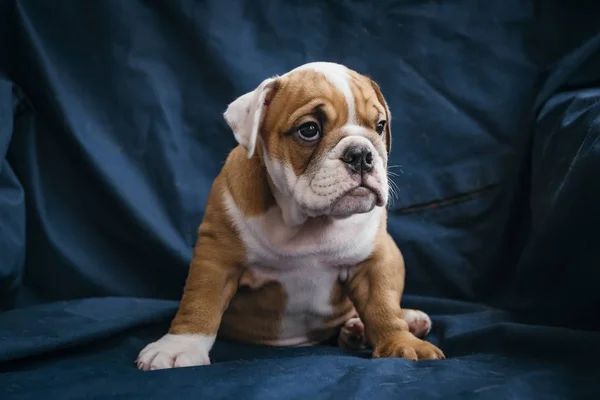 かわいい英語ブルドッグ子犬のポーズ セレクティブ フォーカス — ストック写真