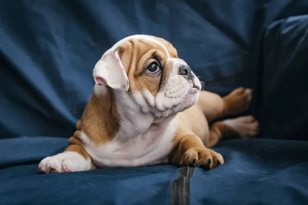 Portrait Der Süßen Englischen Bulldogge Welpe Selektiver Fokus — Stockfoto