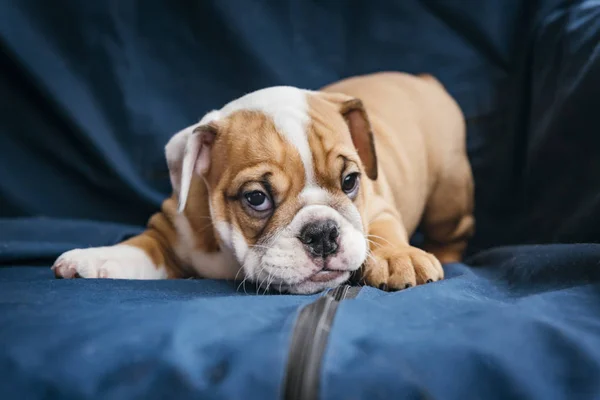 Verspielter Welpe Der Englischen Bulldogge Selektiver Fokus — Stockfoto