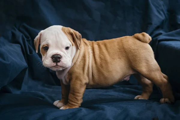 Portrait Des Kleinen Rüden Der Englischen Bulldogge Selektiver Fokus — Stockfoto