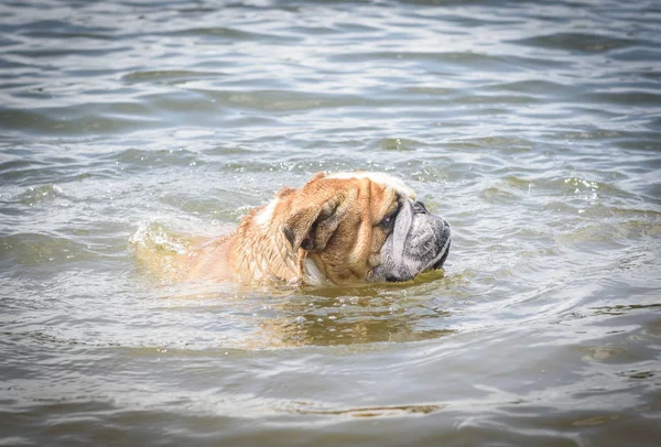Bulldog Inglese Nuotare Nel Lago — Foto Stock