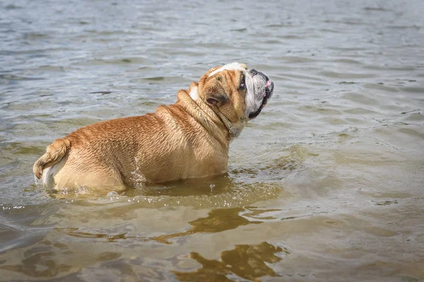 Grande Macho Bulldog Inglês Água — Fotografia de Stock