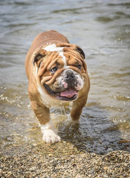 Våt Engelska Bulldog Promenader Sjön — Stockfoto
