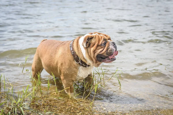 Retrato Bulldog Inglés Aire Libre Enfoque Selectivo —  Fotos de Stock