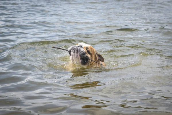 Engels Bulldog Zwemmen Met Stok Zijn Mond — Stockfoto