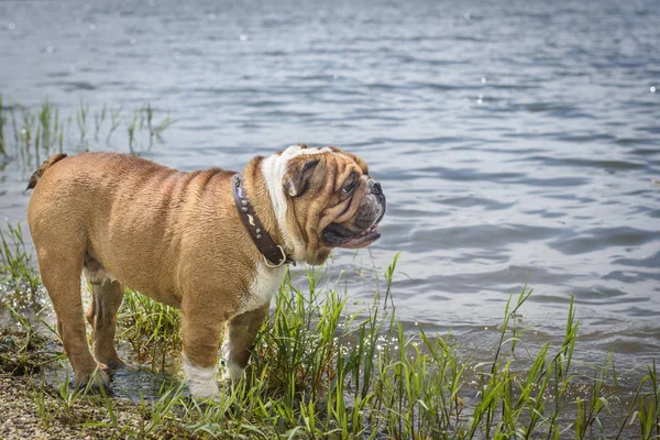 Buldog Inglés Pie Cerca Del Agua —  Fotos de Stock