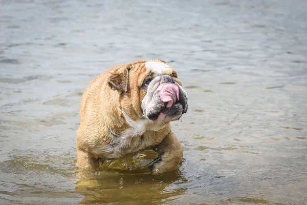 Bulldog Inglês Jogando Lago — Fotografia de Stock