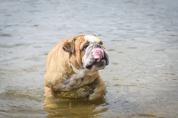 Buldog Inglés Jugando Lago —  Fotos de Stock