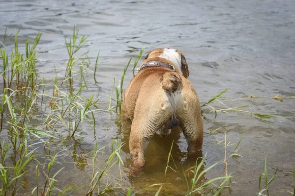 English bulldog standing in the water